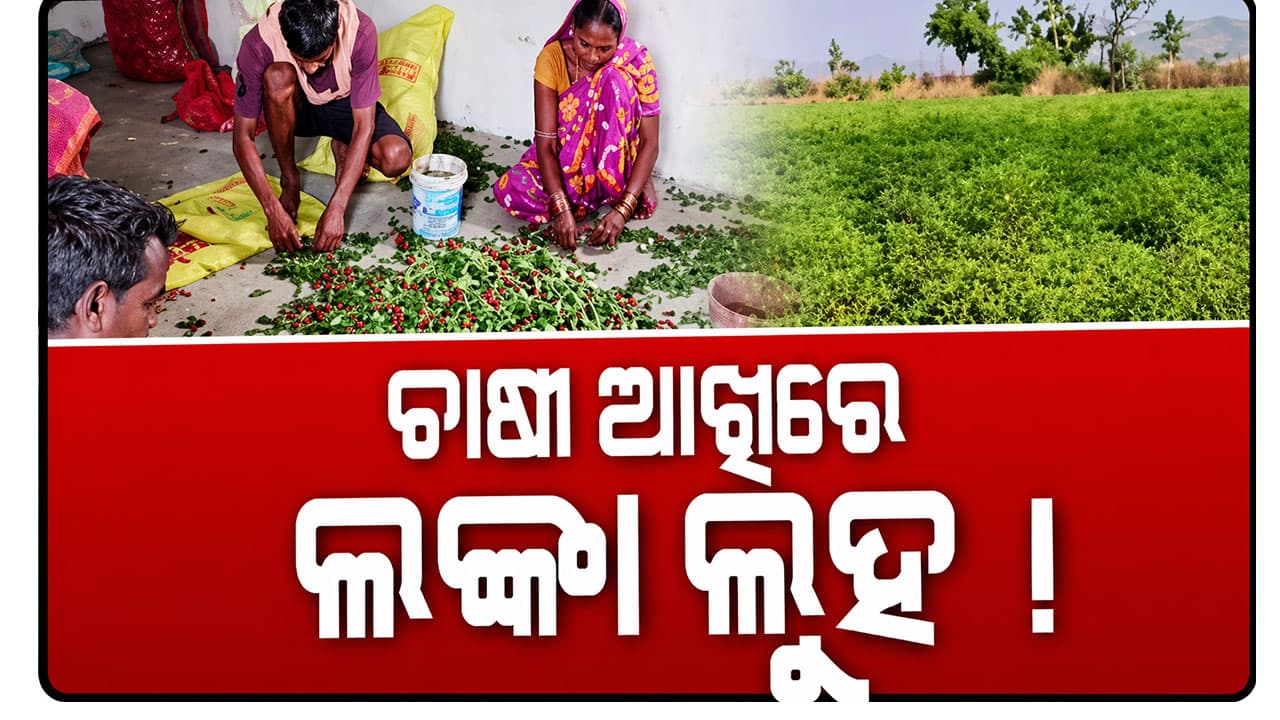 ବିଲରେ ହସୁଛି ଲଙ୍କା, କାନ୍ଦୁଛି ଚାଷୀ