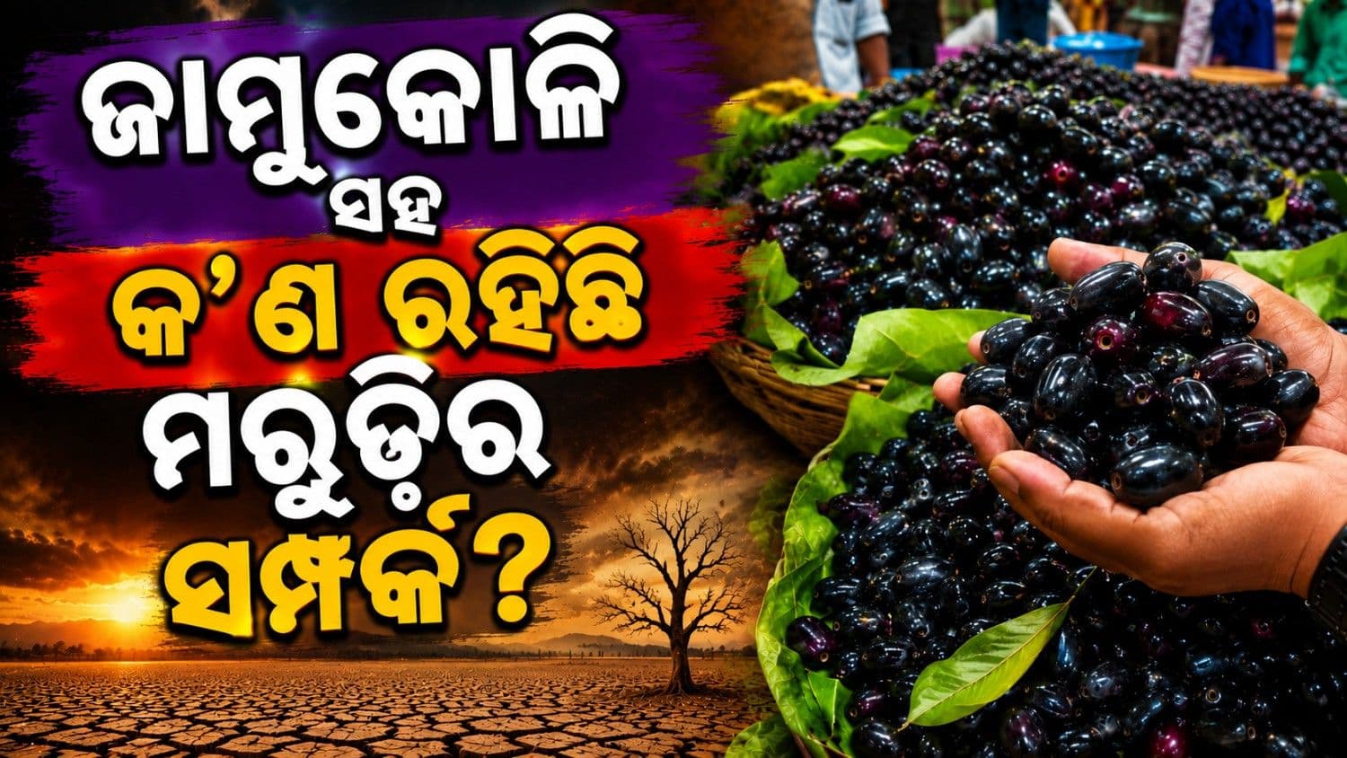 ମରୁଡ଼ି ସହ କ'ଣ ରହିଛି ଜାମୁ କୋଳିର ସମ୍ପର୍କ? କାହିଁକି ସୋସିଆଲ ମିଡି଼ଆରେ ଭାଇରାଲ ହେଉଛି କାହାଣୀ?