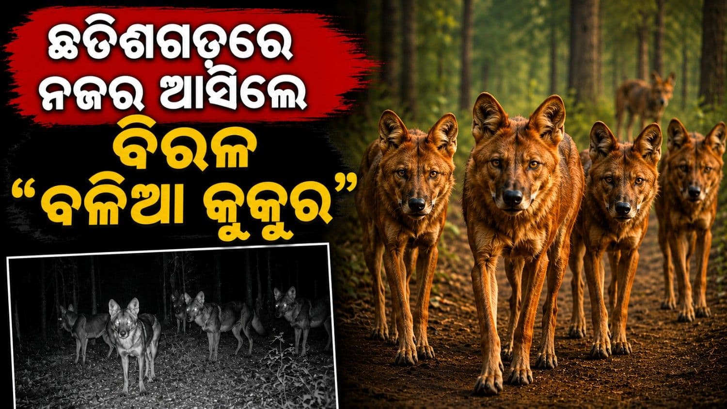 ଉଦନ୍ତୀ-ସୀତାନଦି ବ୍ୟାଘ୍ର ସଂରକ୍ଷଣ କେନ୍ଦ୍ରରେ ନଜର ଆସିଲେ 'ବଳିଆ କୁକୁର'