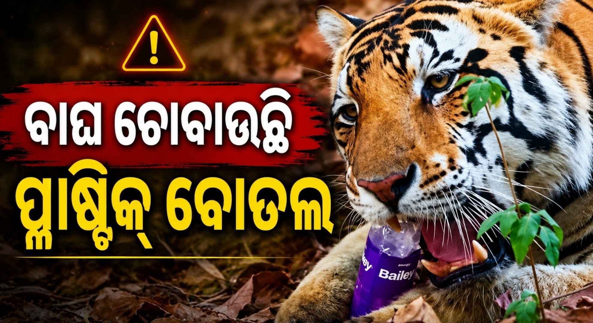 ଘଞ୍ଚ ଜଙ୍ଗଲରେ ବି ପ୍ଲାଷ୍ଟିକ୍ ପ୍ରଦୂଷଣ; କେମିତି ବଞ୍ଚିବେ ବାଘ ଓ ଅନ୍ୟ ବନ୍ୟଜନ୍ତୁ ?