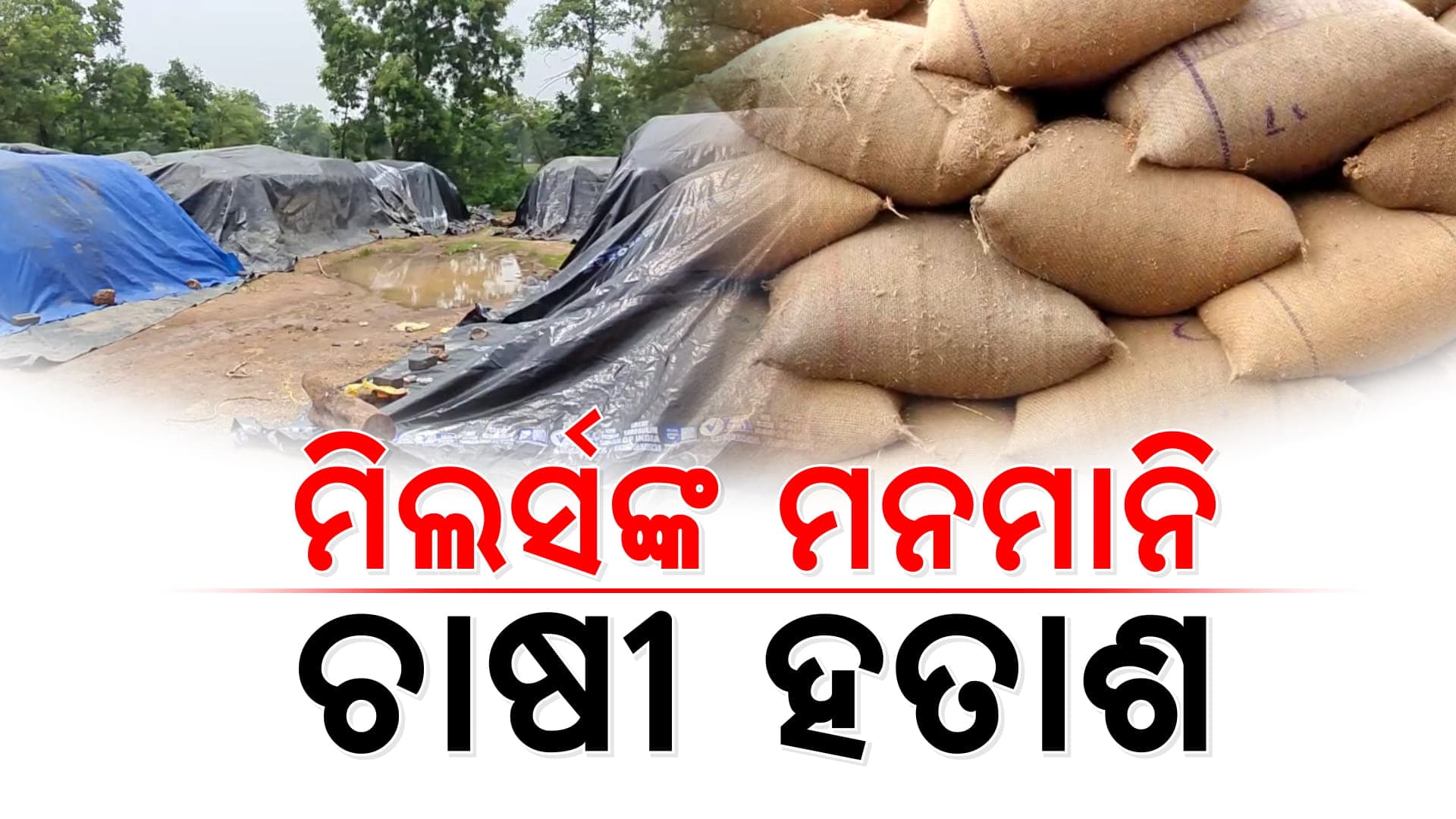 ସରକାରୀ ଖାତାରେ ରବି ଧାନ କିଣା ଶେଷ; ଏବେବି ମଣ୍ଡିରେ ଭିଜୁଛି ସୁନାର ଫସଲ