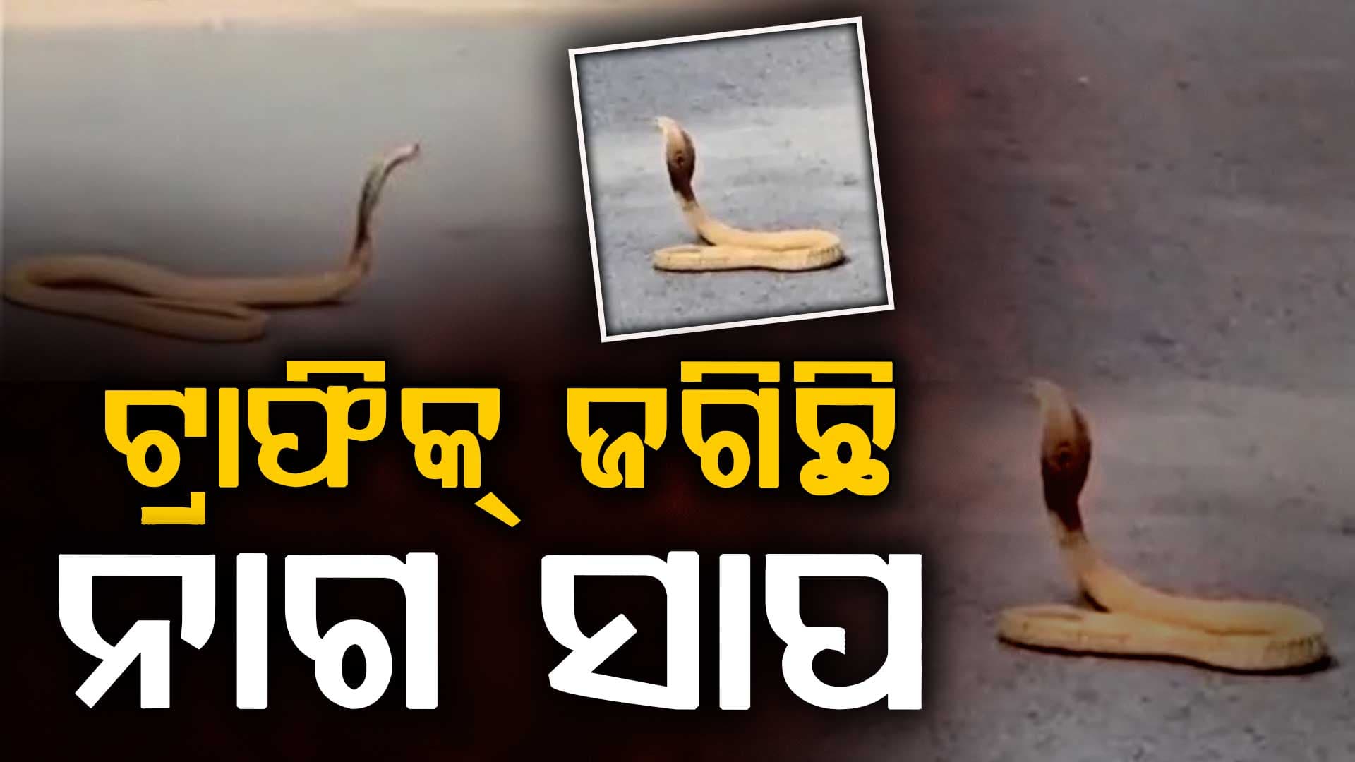 ନାଗ ସାପ ଜଗିଛି ଟ୍ରାଫିକ୍: ୩୦ ମିନିଟ୍ ପର୍ଯ୍ୟନ୍ତ ସବୁ ଗାଡି ବନ୍ଦ