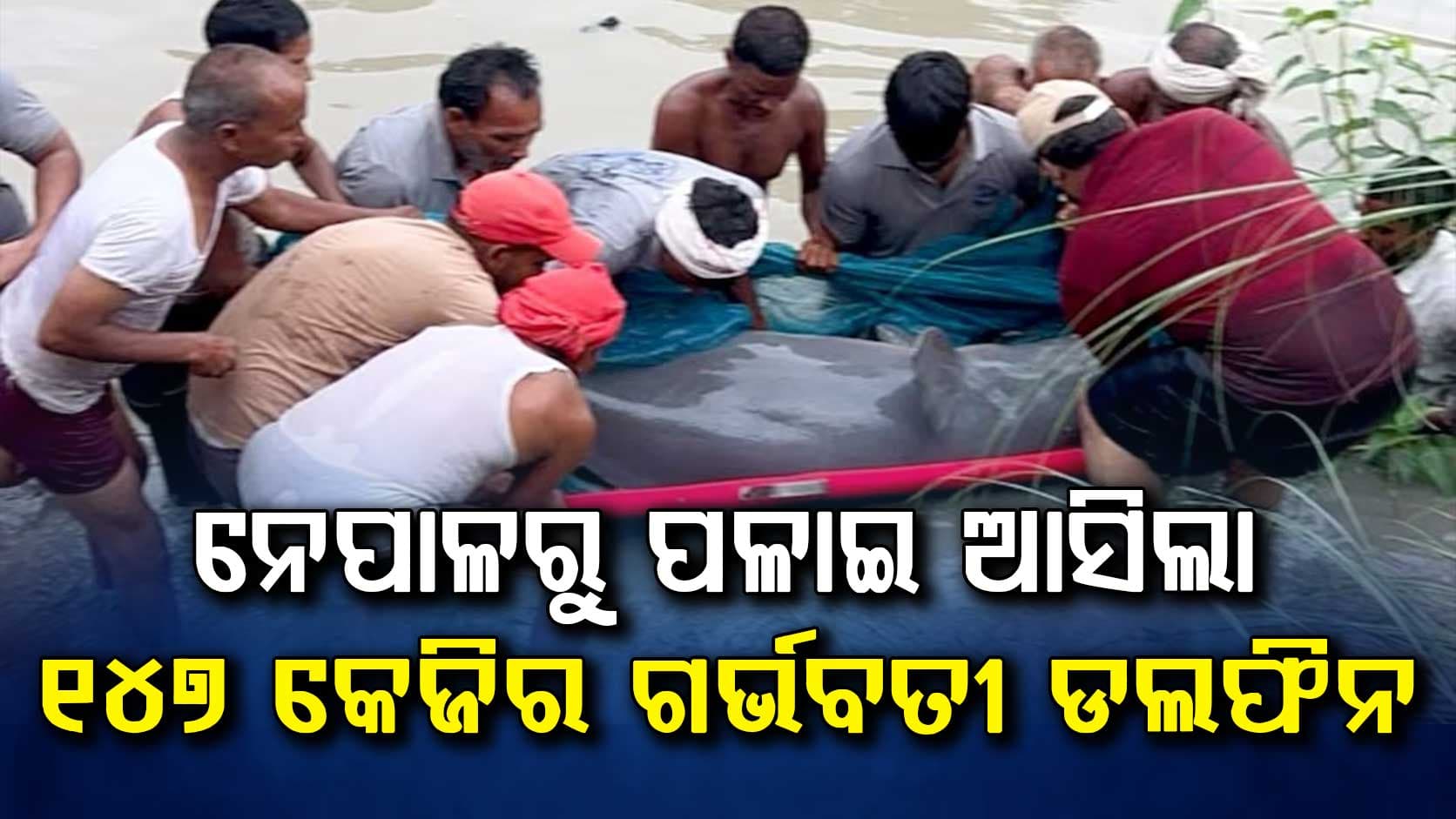 କେନାଲରେ ଫସିଥିଲା ଗର୍ଭବତୀ ଡଲଫିନ୍...୫୨ କିମି ଗ୍ରୀନ୍ କରିଡର କରି ନଦୀରେ ଛାଡ଼ିଲେ ବନ ବିଭାଗ
