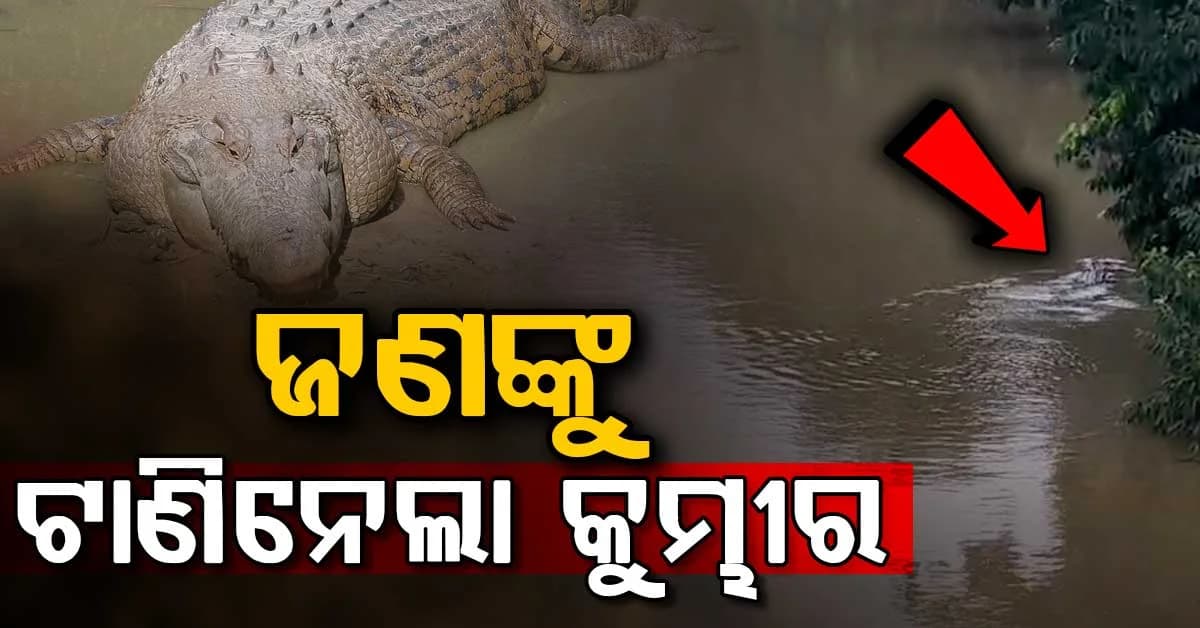 ବନ୍ୟା ବିପଦ ଭିତରେ କୁମ୍ଭୀର ଆତଙ୍କ; ଗାଧୋଇବା ବେଳେ ଜଣଙ୍କୁ ଟାଣିନେଲା