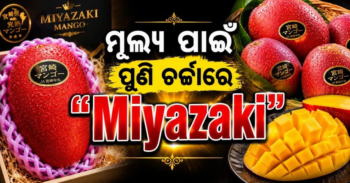 ଦର ପାଇଁ ଚର୍ଚ୍ଚାରେ 'ମିଆଜାକି' ଆମ୍ବ; ମୂଲ୍ୟ ଶୁଣିଲେ ଉଡ଼ିଯିବ ହୋସ୍