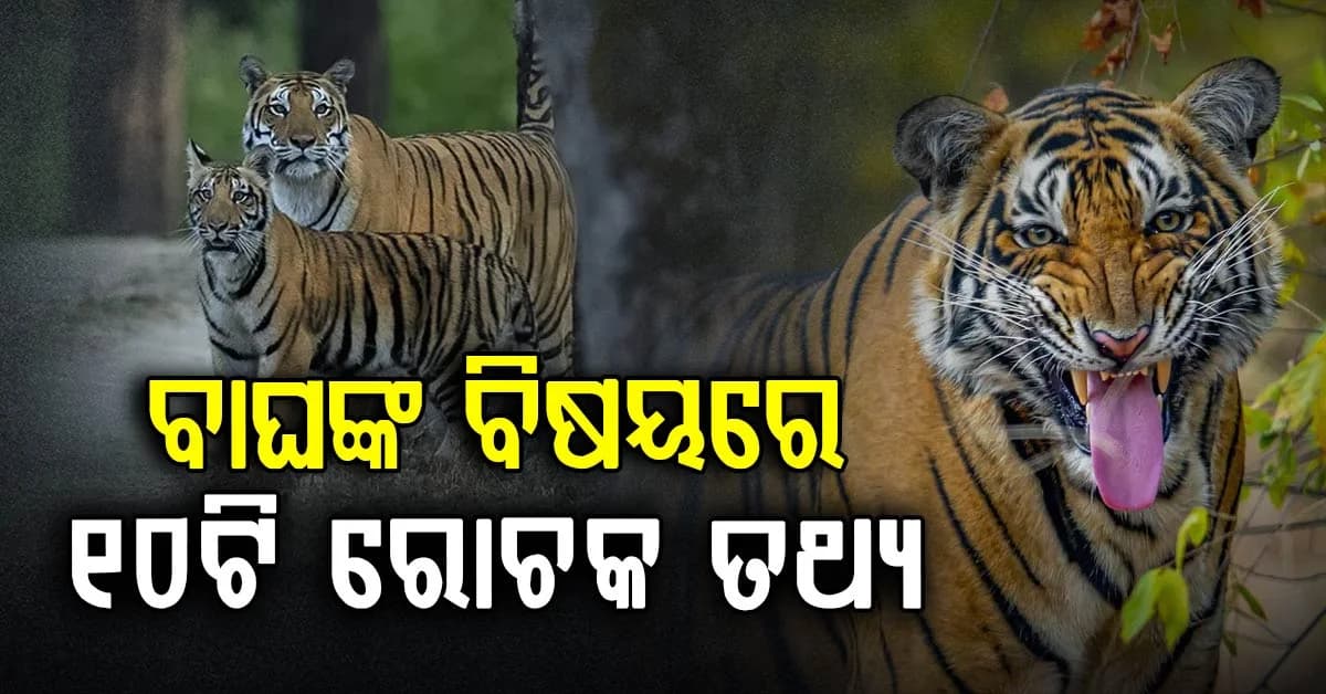 ଆଜି ବିଶ୍ୱ ବାଘ ଦିବସ,ଆମ ପରିବେଶର ସନ୍ତୁଳନର ରକ୍ଷକ ହେଉଛି ବାଘ