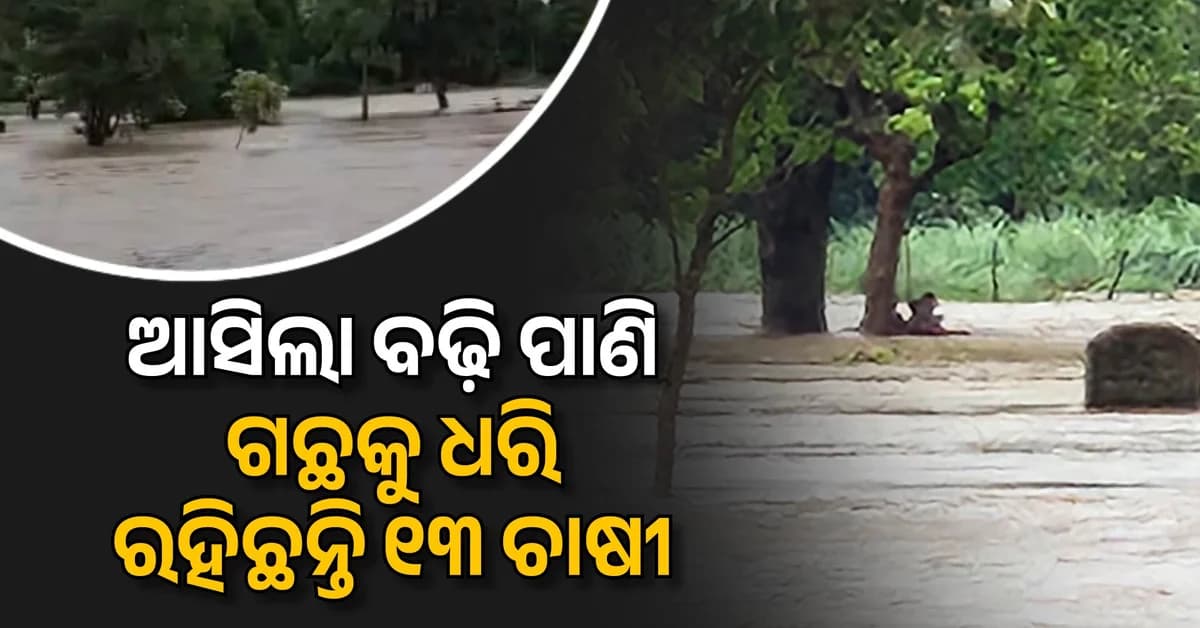 ନଦୀରେ ହଠାତ୍ ଆସିଲା ସୁଅ; ଗଛରେ ୫ ଜଣ, ଫସିଛନ୍ତି ମୋଟ ୧୩ ଚାଷୀ
