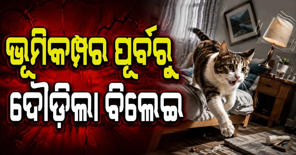 ଜାପାନରେ ଭୂମିକମ୍ପ ଆସିବା ପୂର୍ବରୁ ବିଲେଇ କଲା ଏମିତି କାମ, ଭିଡିଓ ଦେଖି ଲୋକେ ହେଲେ ଆଶ୍ଚର୍ଯ୍ୟ...