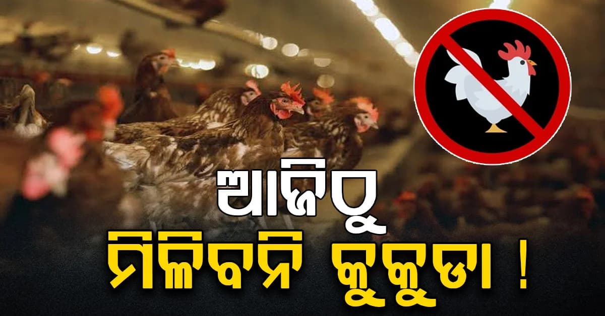 ଆଉ ମିଳିବନି କୁକୁଡ଼ା ମାଂସ, କିଏ ସବୁଠାରୁ ଅଧିକ ପ୍ରଭାବିତ ହେବେ ?