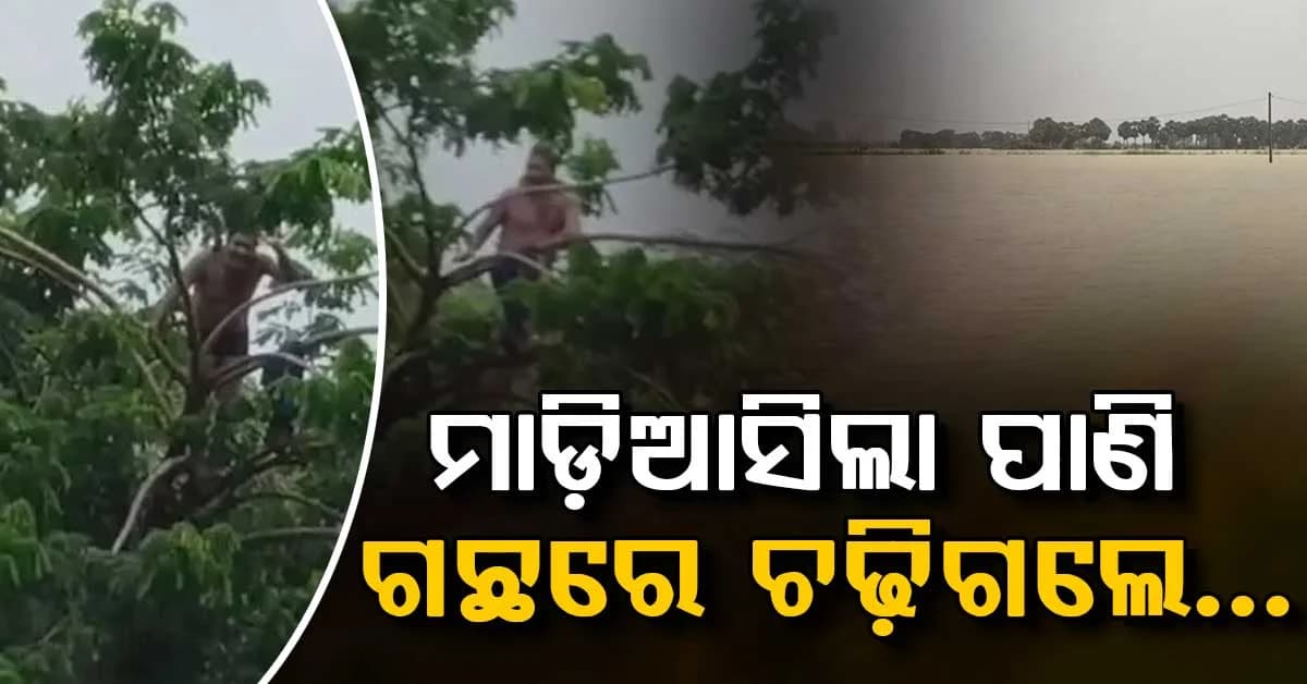 ମୃତ୍ୟୁ ସହ ସଂଘର୍ଷ... ବନ୍ୟା ପାଣିରେ ଗଛ ଉପରେ ଫସିଲେ ବ୍ୟକ୍ତି…୧୨ ଘଣ୍ଟା ପରେ ଉଦ୍ଧାର ହେଲେ