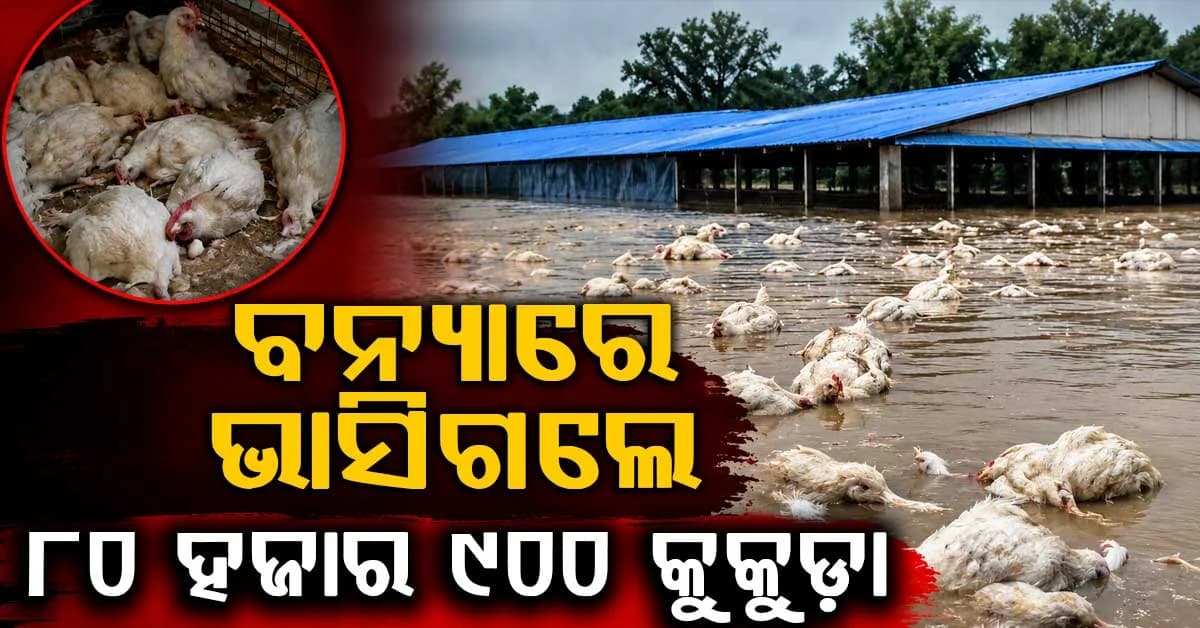ଚଳିତ ବନ୍ୟାରେ ୪.୮୮ଲକ୍ଷ ଗୃହପାଳିତ ପଶୁ ପ୍ରଭାବିତ,୧୫ ହଜାର ପଶୁଙ୍କୁ କରାଯାଇଛି ଚିକିତ୍ସା