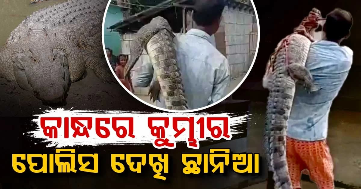 କାନ୍ଧରେ କୁମ୍ଭୀରକୁ ବୋହି ସିଧା ପୋଲିସ ଷ୍ଟେସନରେ ପହଞ୍ଚିଲେ ଯୁବକ... ଭାଇରାଲ ହେଲା ଭିଡିଓ