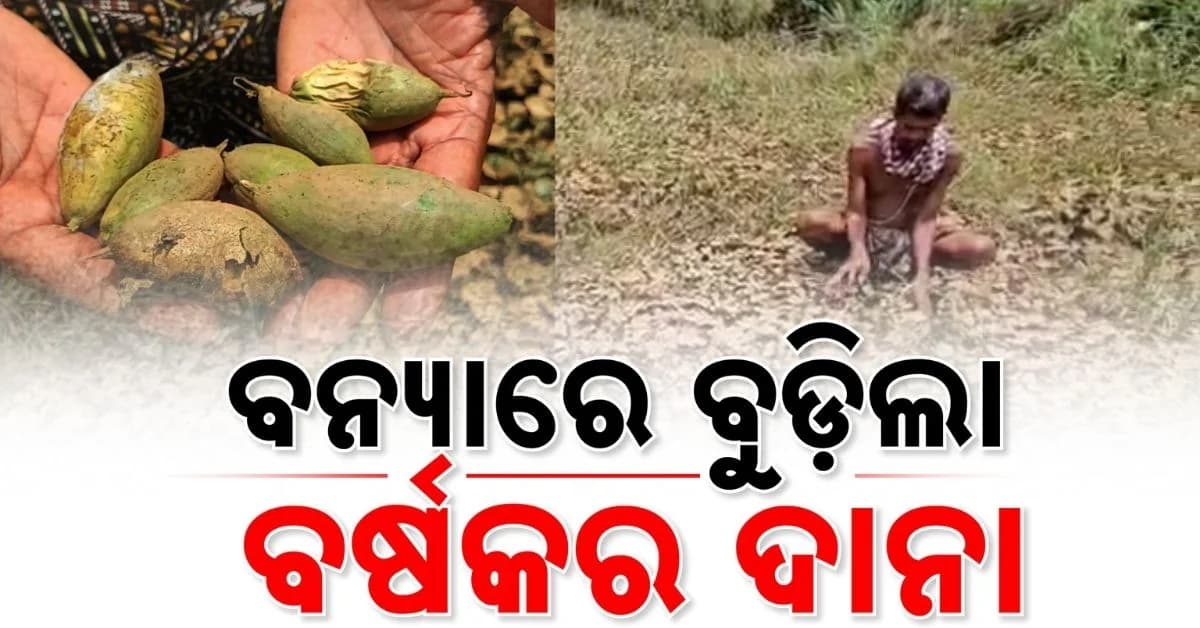 ଚାଷୀ ମୁଣ୍ଡରେ ଚଡ଼କ; ବନ୍ୟା ପୋଛି ନେଲା ହଜାର ହଜାର ହେକ୍ଟର ଜମିରେ ଧାନ ସହ ପରିବା ଫସଲ