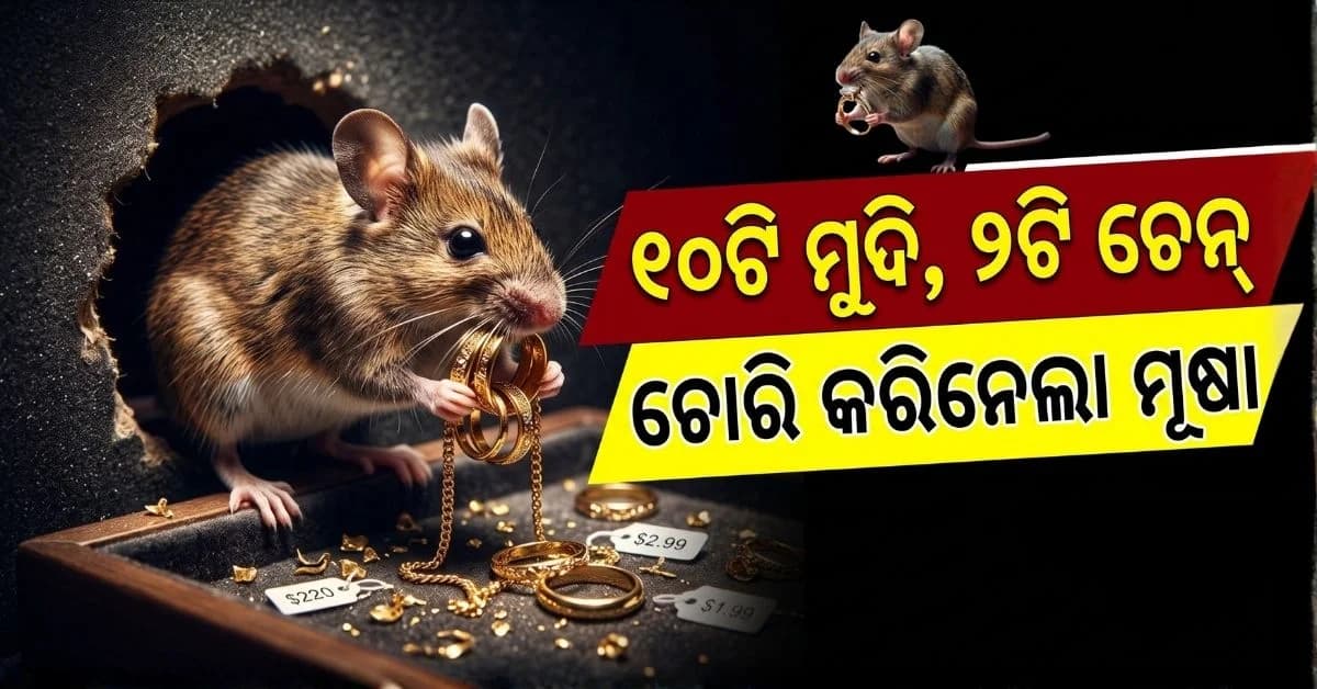 ମୂଷାର ସୁନା ସଉକ; ଜୁଏଲାରୀରୁ ନେଇଗଲା ୧୦ଟି ମୁଦି, ୨ଟି ସୁନା ଚେନ୍