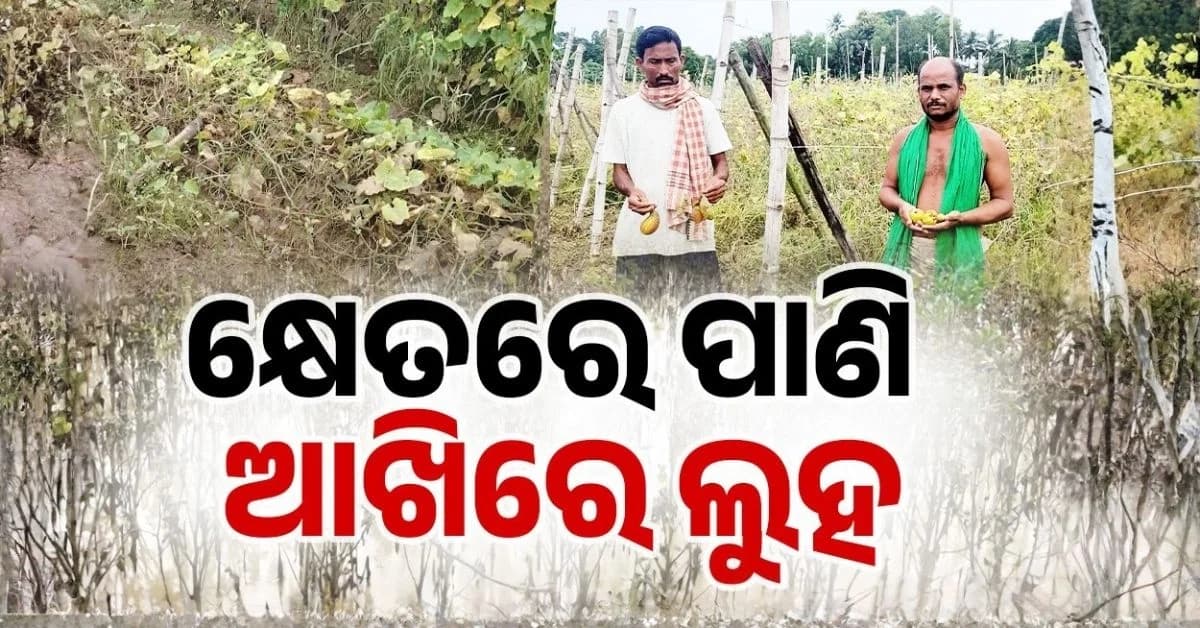 ଚାଷୀ ମନରୁ କେବେ ଶୁଖିବ ଏ ଦୁଃଖର ପାଣି ?