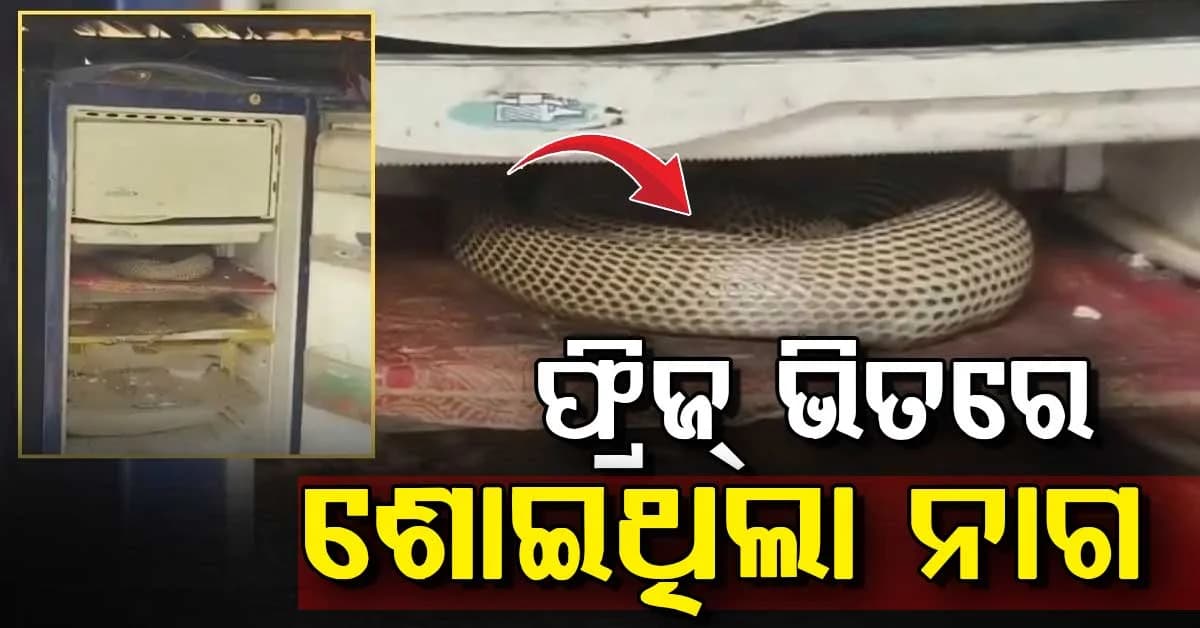 ବନ୍ୟା ପରେ ଘରେ ଲୁଚିଥିଲା ବିଷାକ୍ତ ନାଗ….ରେଫ୍ରିଜରେଟର ଖୋଲିବାମାତ୍ରେ ଆଶ୍ଚର୍ଯ୍ୟ ହେଲେ ପରିବାର