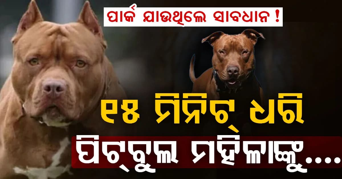 ପୁଣି ପିଟବୁଲ୍ ଆତଙ୍କ…..୧୫ ମିନିଟ୍ ଧରି ମହିଳାଙ୍କ ହାତ କାମୁଡ଼ି ଧରିଲା….୧୨ଟି ଷ୍ଟିଚ୍ ପଡ଼ିଲା