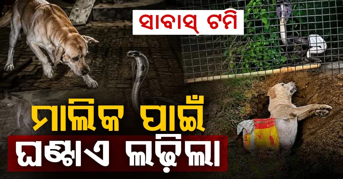 ଫଣା ଟେକି ଚାହିଁଥିଲା କୋବ୍ରା; ମାଡ଼ିଗଲା ୯ ବର୍ଷର ଟମି...ଆଉ ଶେଷରେ