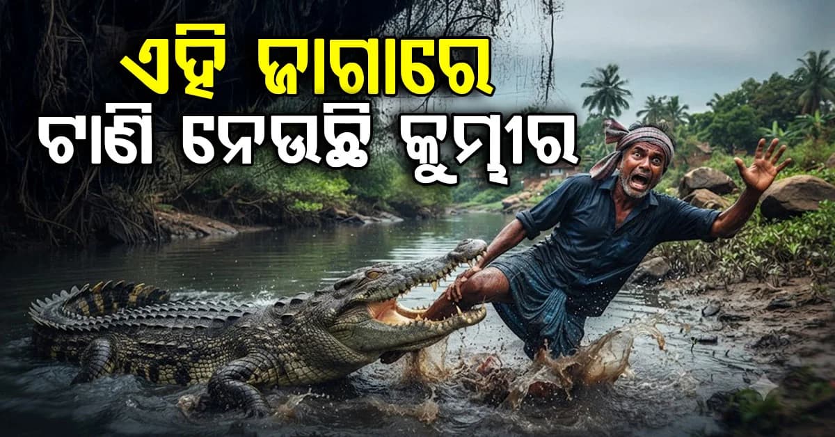 ରକ୍ତମୁଖା କୁମ୍ଭୀର, ପ୍ରତିଦିନ ଯାହାକୁ ଦେଖୁଛି ଟାଣି ନେଉଛି
