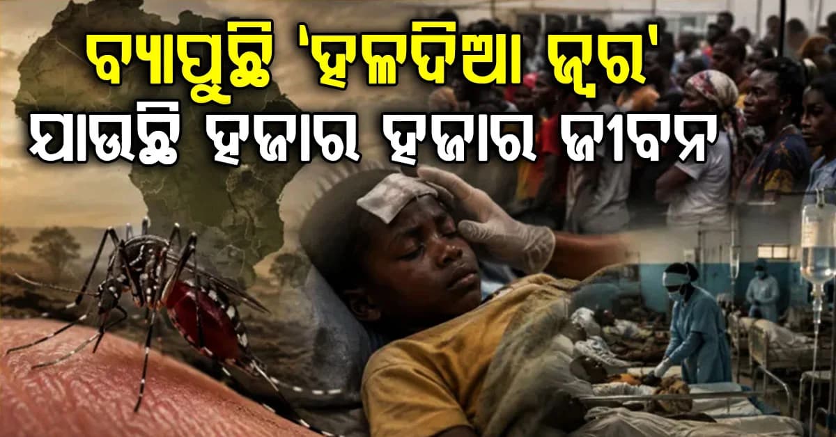 ମଶା କାମୁଡ଼ିଲେ ହେବ 'ହଳଦିଆ ଜ୍ୱର': ଗଲାଣି ହଜାର ହଜାର ଜୀବନ, ଭାରତରେ ପହଞ୍ଚିଛି କି?