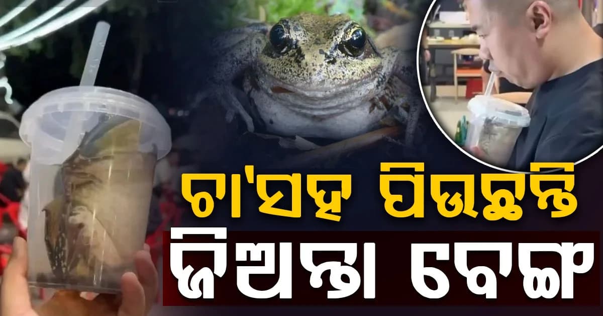ଏହି ଦେଶରେ ବେଙ୍ଗ ସହିତ ପିଉଛନ୍ତି ଚା' ? ଭିଡିଓ ଦେଖଲେ ଛାତି ଥରିଯିବ...
