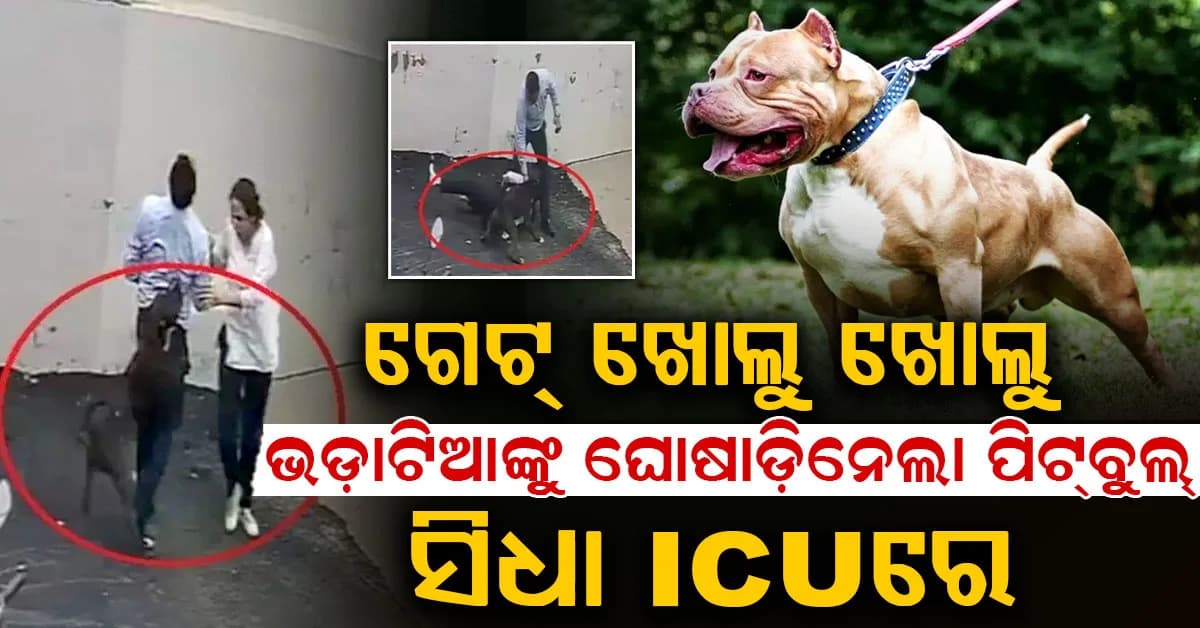 ଘର ଦେଖିବାକୁ ଯାଇଥିଲେ ଦମ୍ପତି…ହଠାତ୍ ପିଟବୁଲ୍ ଆକ୍ରମଣରେ ପହଞ୍ଚିଗଲେ ICUରେ