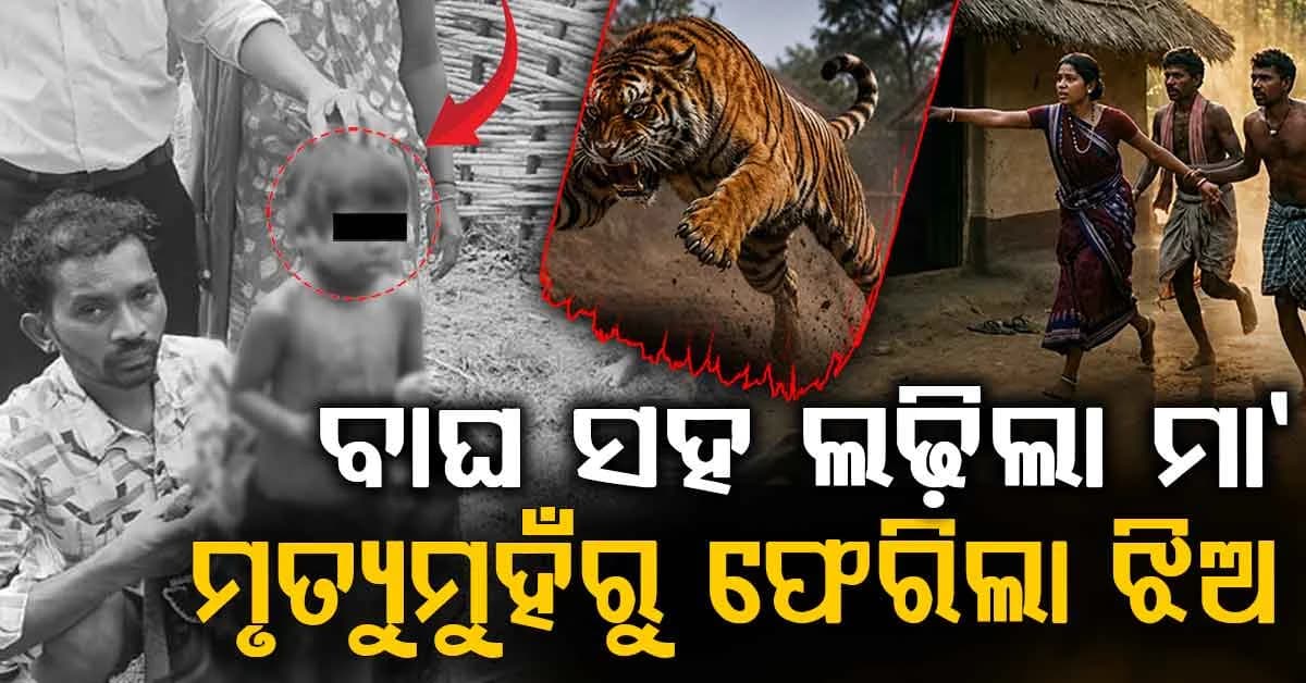 ୪ ବର୍ଷର ଝିଅ ଉପରେ ଆକ୍ରମଣ... ମା’ର ସାହସ ଆଗରେ ହାରିଲା ବାଘ