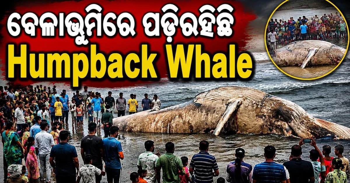 ବେଳାଭୂମିରେ ପଡ଼ିରହିଛି ୪୦ ଫୁଟ ଲମ୍ବା 'ହମ୍ପବ୍ୟାକ୍' ତିମିର ମୃତଦେହ; ଦେଖିବା ପାଇଁ ଜମୁଛି ଲୋକଙ୍କ ଭିଡ଼