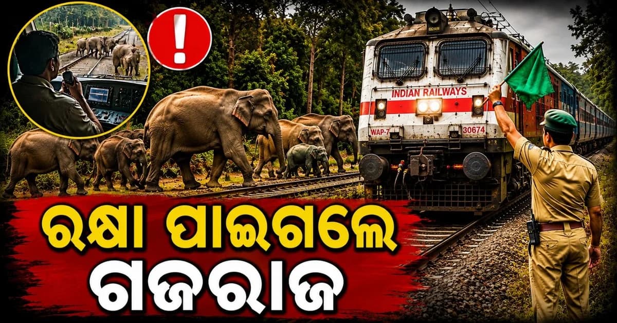 ଅଚାନକ ରାଜଧାନୀ ଏକ୍ସପ୍ରେସ ସାମ୍ନାକୁ ମାଡି ଆସିଲା ହାତୀ ପଲ; ଆଉ ତାପରେ...