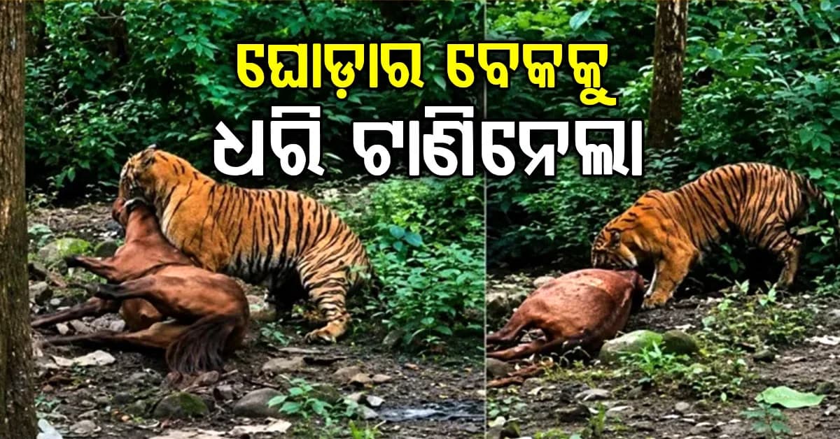 ଘୋଡ଼ାର ବେକକୁ ଧରି ଜଙ୍ଗଲକୁ ଟାଣିନେଲା ମହାବଳ …ଆଉ ତା’ ପରେ ଯାହା ହେଲା…