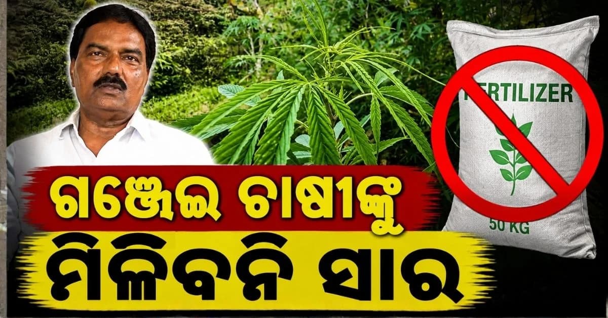 ଚେତାଇଲେ ସମବାୟ ମନ୍ତ୍ରୀ; ଧାନ ନାଁରେ ଗଞ୍ଜେଇ ଚାଷ କରୁଥିଲେ ସାର ମିଳିବନି, ହେବ କାର୍ଯ୍ୟାନୁଷ୍ଠାନ