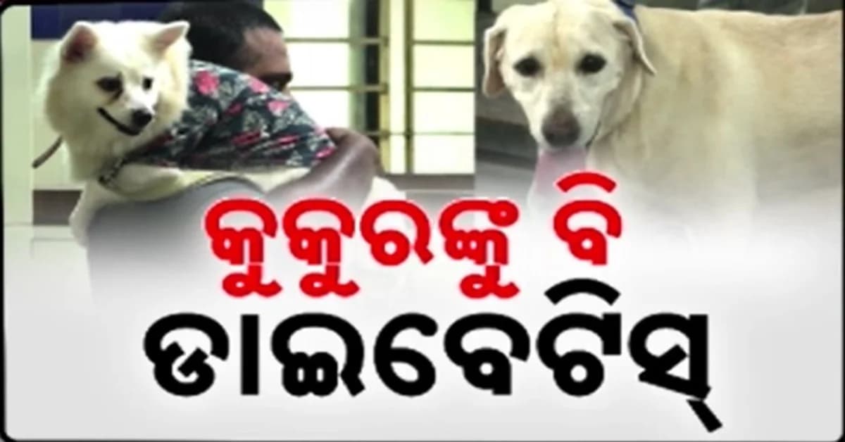 ମଣିଷ ନୁହେଁ, କୁକୁରକୁ ବି ହେଉଛି ଡାଏବେଟିସ୍ ! ଭୁବନେଶ୍ବରରେ ଚାଲିଛି ଇନସୁଲିନ୍ ଚିକିତ୍ସା