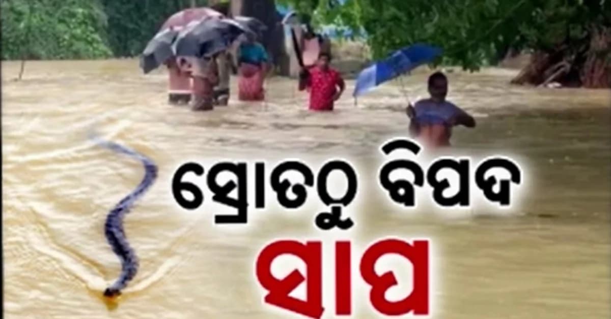 ବନ୍ୟା ଭିତରେ ସାପ ଭୟ, ୨ ମାସରେ ସାପ କାମୁଡାର ଶିକାର ହେଲେଣି ୨୪୨ ଜଣ