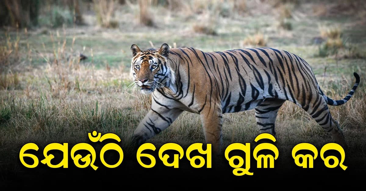 ୪ ଜଣଙ୍କୁ ମାରିଲା ମଣିଷଖିଆ ଚିତାବାଘ, ଦେଖିଲେ ଗୁଳି କରିବାକୁ ନିର୍ଦ୍ଦେଶ
