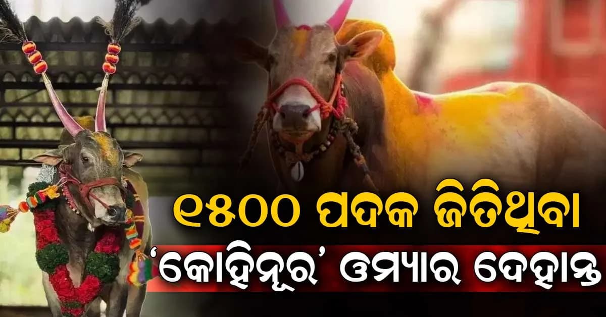 ମହାରାଷ୍ଟ୍ରର ପ୍ରସିଦ୍ଧ "ଭାରତ କେଶରୀ" ଷଣ୍ଢର ଏମିତି ହେଲା ଦେହାନ୍ତ: ୧୨ ଟ୍ରାକ୍ଟର ଏବଂ ୧୭୫ ବାଇକ୍, ୨୦୦ ଗାଡ଼ି ଜିତିଥିଲା