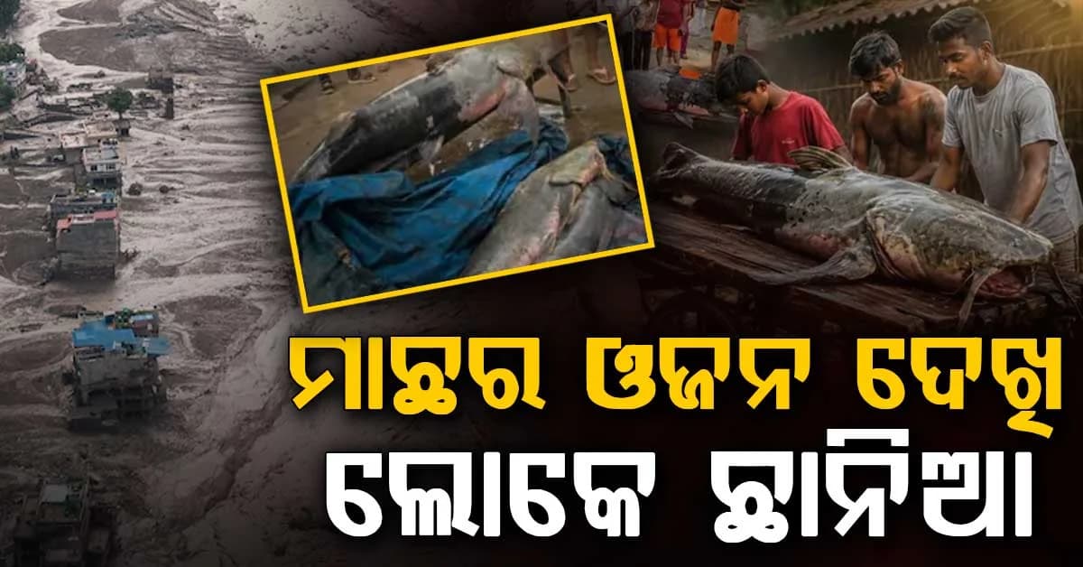 ବନ୍ୟାରେ ଭାସିଆସିଲା ଶହ ଶହ ମାଛ, ଗୋଟେ ଗୋଟେର ଓଜନ 1.5 କ୍ୱିଣ୍ଟାଲ