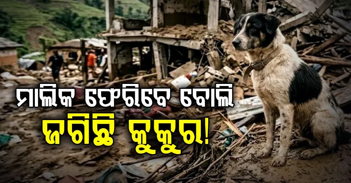 ନେପାଳ ବନ୍ୟାରେ ଭାସିଗଲା ଘର… ହେଲେ ମାଲିକଙ୍କୁ ଜଗିଛି ବିଶ୍ୱସ୍ତ କୁକୁର….ନା ଖାଉଛି ନା ଯାଉଛି!