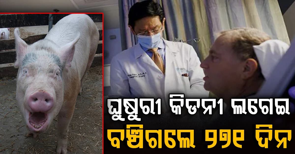 ଘୁଷୁରୀ କିଡନୀ ବଞ୍ଚାଇଦେଲା ମଣିଷର ଜୀବନ; ୨୭୧ଦିନ ପରେ ମିଳିଲା ମଣିଷ କିଡନୀ