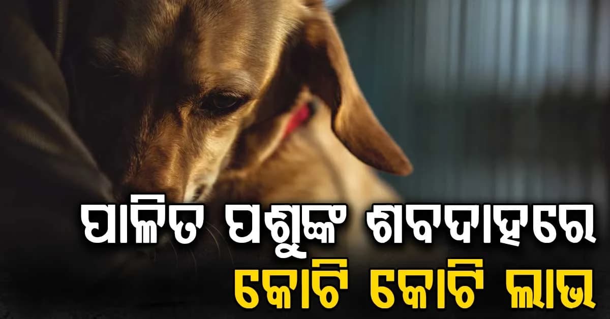 ପାଳିତ ପଶୁର ଶବଦାହକୁ ନେଇ ଏହି ଚାଲିଛି ବିଜନେସ୍, ଭାବପ୍ରବଣତାକୁ ନେଇ ଚାଲିଛି ବ୍ୟବସାୟ