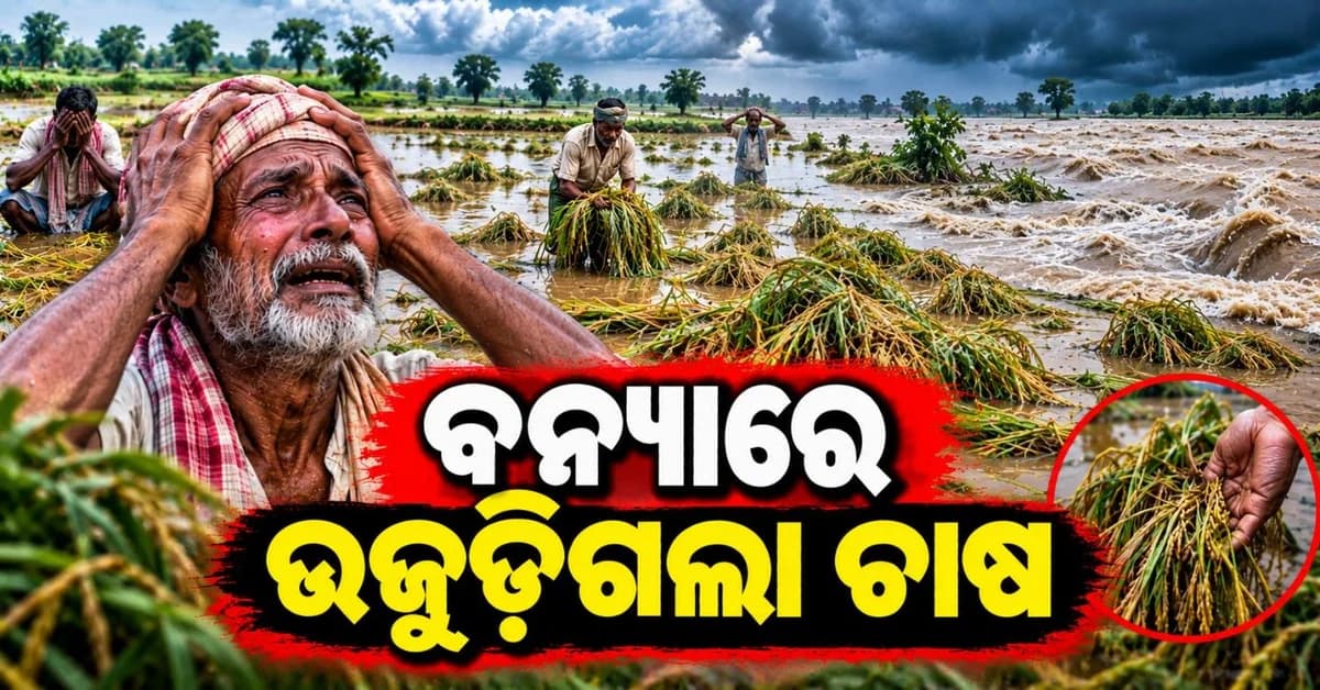 ଧାନ ଚାଷ ହୋଇଗଲା ବର୍ବାଦ! ନଦୀ ଉପରେ ନାରାଜ ହୋଇଉଠିଲେ ଚାଷୀ