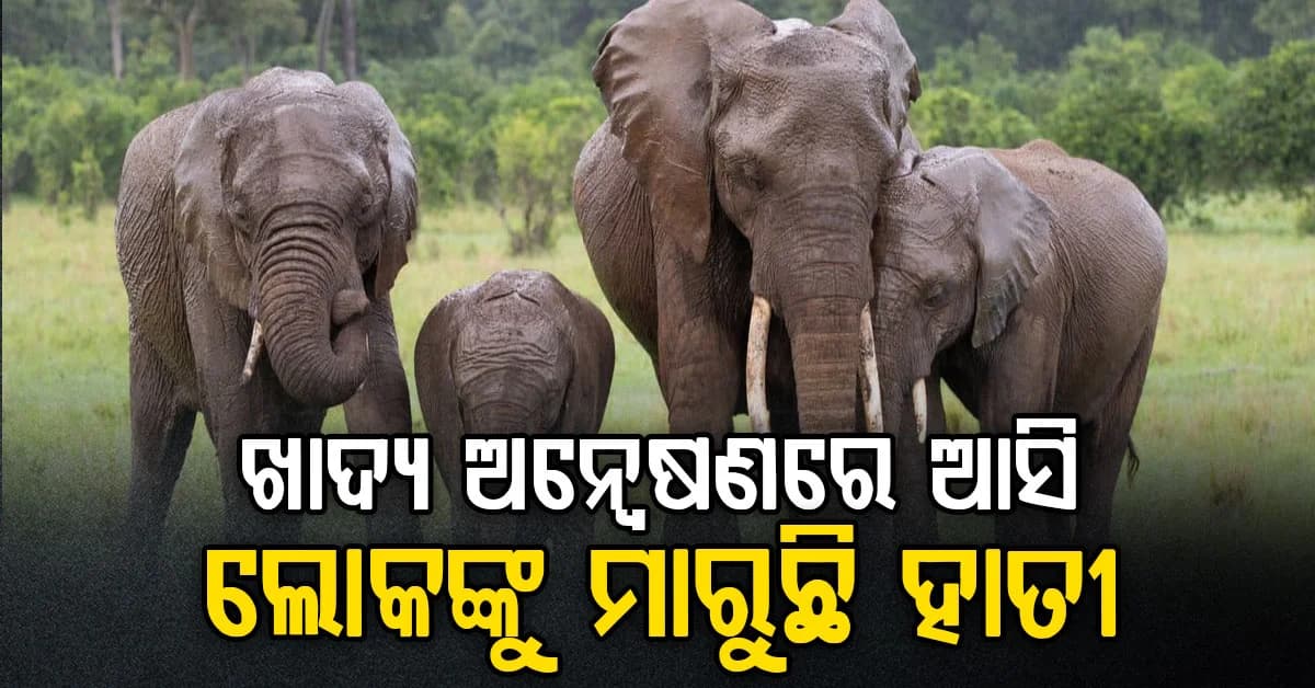 ସପ୍ତାହକରେ ୨ ଜୀବନ ନେବା ପରେ ବି ଥମୁନି ଉପଦ୍ରବ, ବଡ଼ ଇନ୍ଦୁପୁର ଓ ତେହେରେଇ ଗାଁରେ ଲୋକ ଭୟଭୀତ