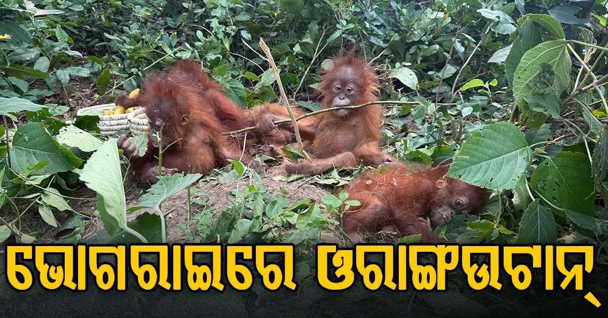 ଓଡ଼ିଶାରେ ୫ଟି ଓରାଙ୍ଗଉଟାନ୍ ଠାବ: କେଉଁଠୁ ଆସିଲେ ଖୋଳତାଡ କରୁଛି ବନ ବିଭାଗ ?