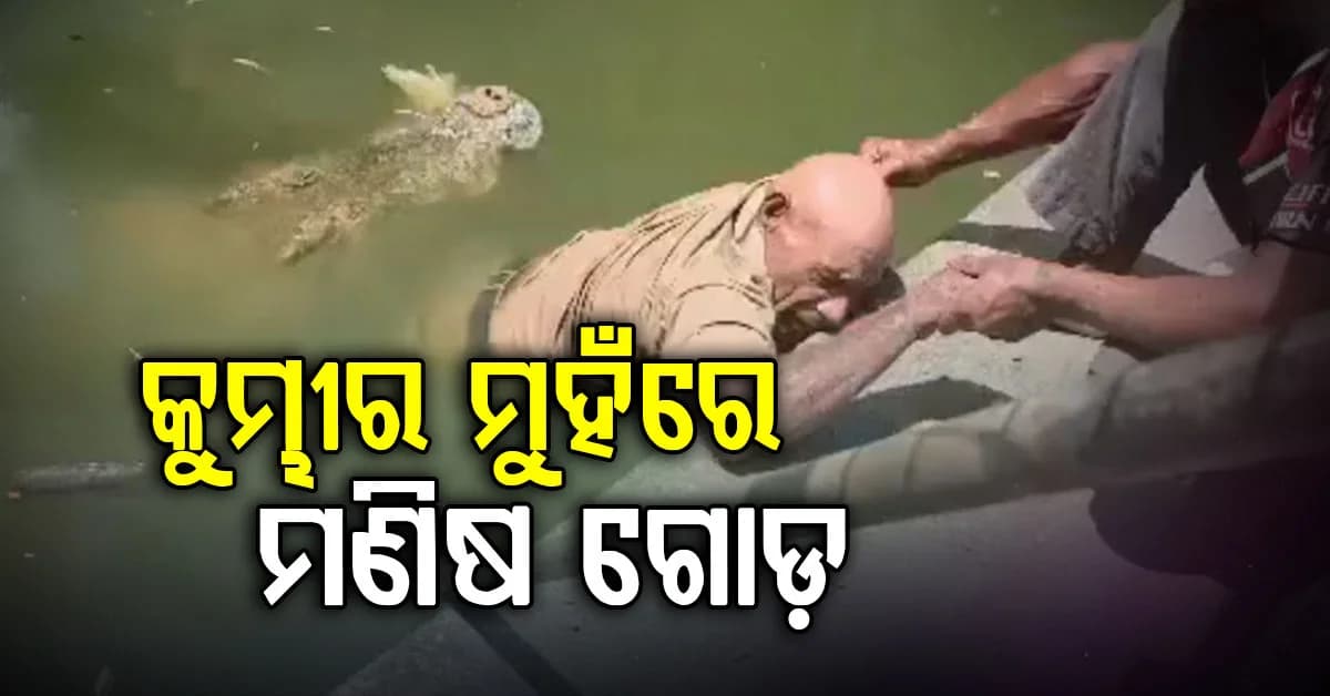 ଖାଦ୍ୟ ଦେବା ବେଳେ ଆକ୍ରମଣ... କୁମ୍ଭୀର ନେଇଗଲା ଗୋଡ଼