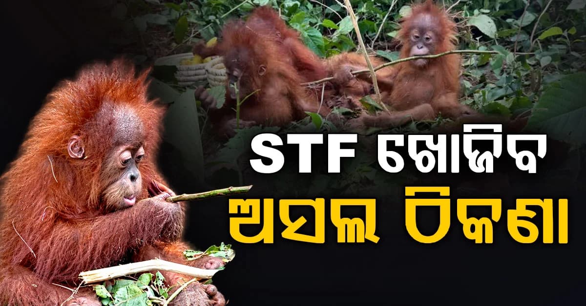 କେଉଁଠୁ ଆସିଲେ ୫ ଓରାଙ୍ଗଉଟାନ? ଚୋରାଚାଲାଣର ଚେର କାଢ଼ିବ STF