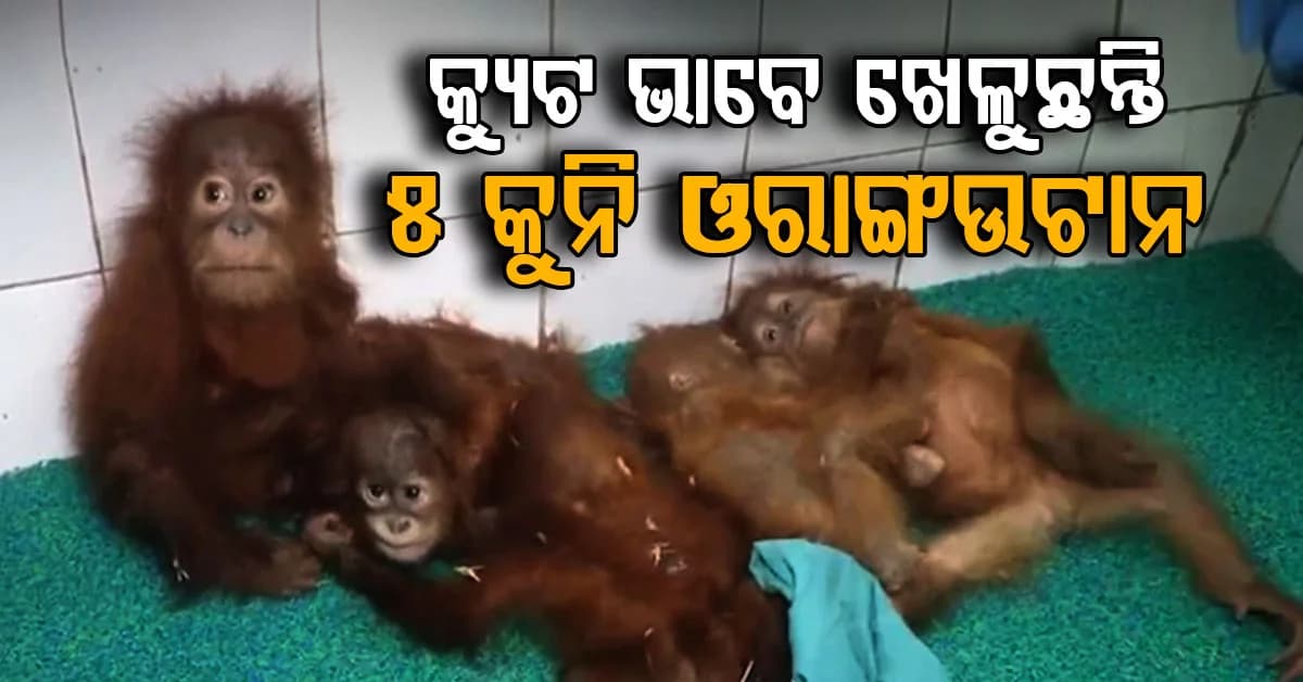 ଶିଶୁ ଓରାଙ୍ଗଉଟାନଙ୍କ ଖେଳିବାର ମଜାଦାର ଭିଡିଓ ସୋସିଆଲ ମିଡିଆରେ ହେଉଛି ଭାଇରାଲ