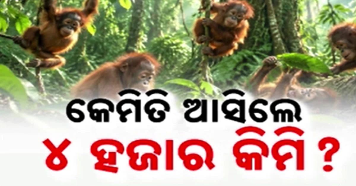 ଉଦ୍ଧାର ୫ ଓରାଙ୍ଗଓଟାନଙ୍କୁ ନେଇ ବଢୁଛି ରହସ୍ୟ...ବାଲେଶ୍ବର ଭୋଗରାଇକୁ ଆସିଲେ କେମିତି ?