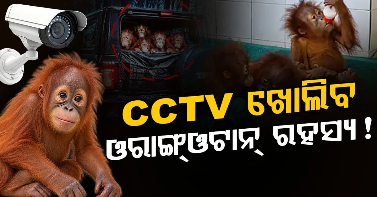 ଓରାଙ୍ଗଓଟାନ ଉଦ୍ଧାର ଘଟଣାରେ CCTVରେ ଦେଖିବାକୁ ମିଳିଥିବା ଥାରକୁ ନେଇ ତନାଘନା