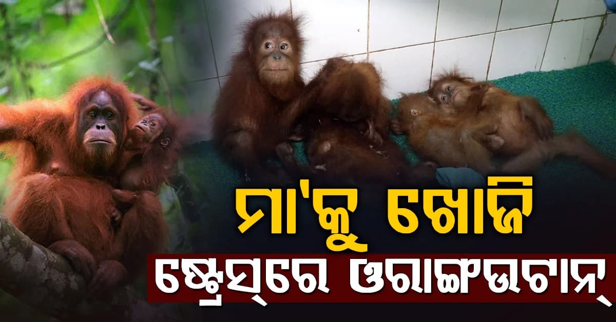 ଏକାଠି ରହୁଛନ୍ତି, ସାଙ୍ଗ ହୋଇ ଶୋଉଛନ୍ତି; ମା'କୁ ଖୋଜି ଷ୍ଟ୍ରେସ୍ରେ ଓରାଙ୍ଗଉଟାନ୍