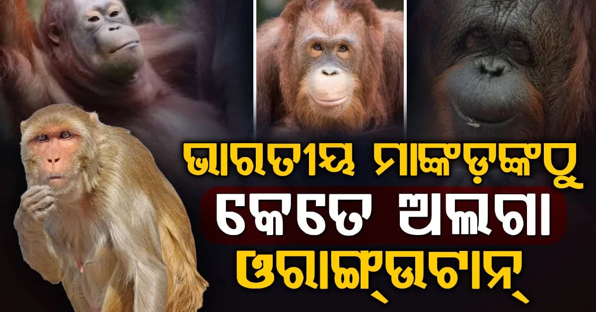 ବାଲେଶ୍ୱର ଜଙ୍ଗଲରେ ୫ ଓରାଙ୍ଗଉଟାନ, ଭାରତ ଆସିଲେ କେମିତି ଉଠିଲା ବଡ଼ ପ୍ରଶ୍ନ?
