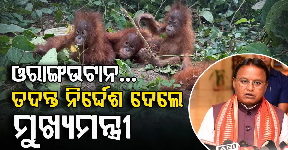 ୫ ଓରାଙ୍ଗଉଟାନ ଉଦ୍ଧାର ଘଟଣା; 'ଓଡ଼ିଶାକୁ ଟ୍ରାଞ୍ଜିଟ୍ ପଥ ହେବାକୁ ଦିଆଯିବ ନାହିଁ': ମୁଖ୍ୟମନ୍ତ୍ରୀ